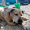Thumbnail photo of Sampson #3