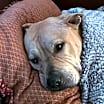 Thumbnail photo of Sampson #4