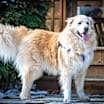 Thumbnail photo of Wally #1