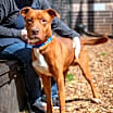 Thumbnail photo of Prince- IN FOSTER #1