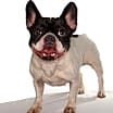 Thumbnail photo of Queenie #2