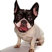 Thumbnail photo of Queenie #3