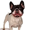 Thumbnail photo of Queenie #4