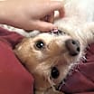 Thumbnail photo of Lacey #2