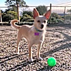 Thumbnail photo of Lacey #3