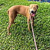 Thumbnail photo of Grace #4