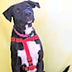 Thumbnail photo of Oreo TW #1