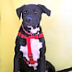 Thumbnail photo of Oreo TW #3