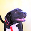 Thumbnail photo of Oreo TW #4