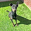 Thumbnail photo of Dobby #1