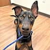 Thumbnail photo of Dobby #3