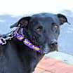 Thumbnail photo of Harper JuM #1
