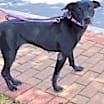 Thumbnail photo of Harper JuM #2