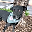 Thumbnail photo of Harper JuM #3