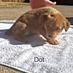 Thumbnail photo of Dot Hudson #4