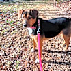 Thumbnail photo of Chunky Muffin #1