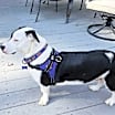 Thumbnail photo of Oscar #1