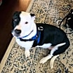 Thumbnail photo of Oscar #2