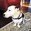 Thumbnail photo of Oscar #3