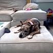 Thumbnail photo of Zena #2