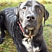 Thumbnail photo of Gus #2