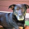 Thumbnail photo of Duke #2