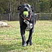 Thumbnail photo of Gus #3