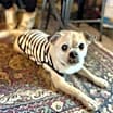 Thumbnail photo of Pugsley #2