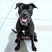 Thumbnail photo of Jazzy #2