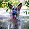 Thumbnail photo of Enzo #2