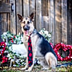 Thumbnail photo of Enzo #3