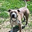 Thumbnail photo of Duce #3