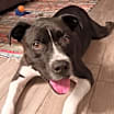 Thumbnail photo of Ryker #2