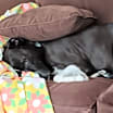 Thumbnail photo of Ryker #3