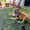 Thumbnail photo of Keyshawn- IN FOSTER #2