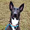Thumbnail photo of Millie #2