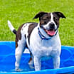 Thumbnail photo of Nala #2