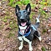 Thumbnail photo of Millie #3