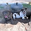 Thumbnail photo of Nala #3