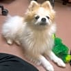 Thumbnail photo of Nigel   *A PRIORITY PET* #2