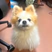 Thumbnail photo of Nigel   *A PRIORITY PET* #3