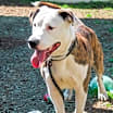 Thumbnail photo of Marvian- IN FOSTER #2
