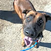 Thumbnail photo of RUGER #2