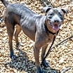 Thumbnail photo of Tenna- IN FOSTER #2
