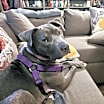 Thumbnail photo of Tenna- IN FOSTER #3