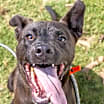 Thumbnail photo of Brett - ADOPTED #3