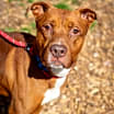 Thumbnail photo of Prince- IN FOSTER #2