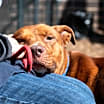Thumbnail photo of Prince- IN FOSTER #3