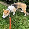 Thumbnail photo of CLAUDIA #2