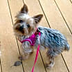 Thumbnail photo of Roxie the Yorkie Cross #2